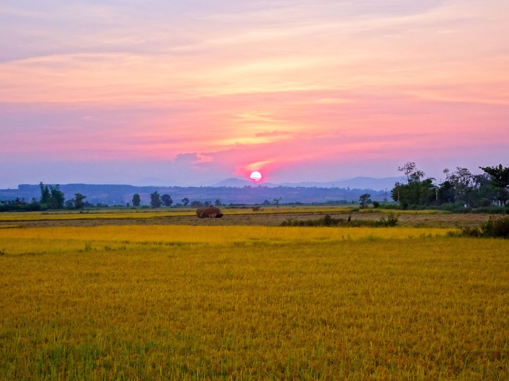 Hoàng hôn cánh đồng lúa chín vàng Kon Tum city thành phố trên cao nguyên Việt Nam